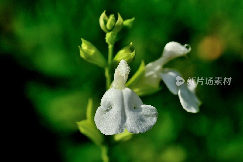 小叶鼠尾草/鼠尾草:白花